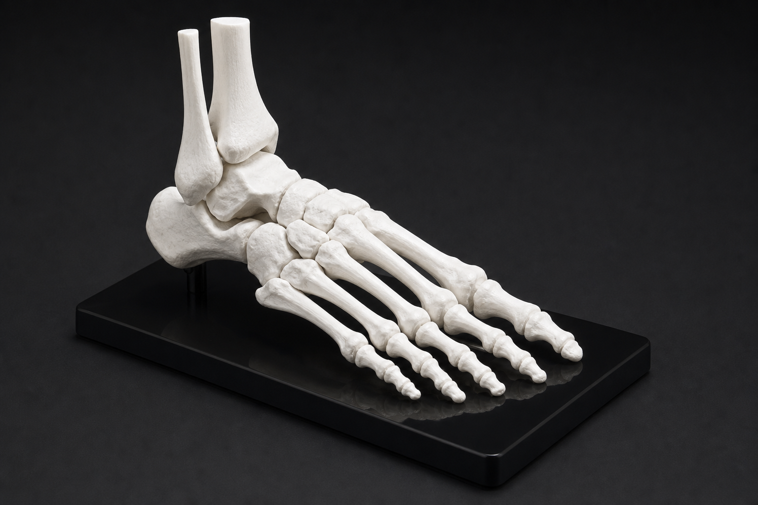 anatomical-models.png